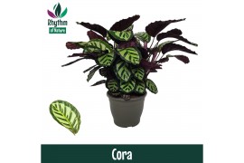 Calathea Cora - Rhythm of Nature