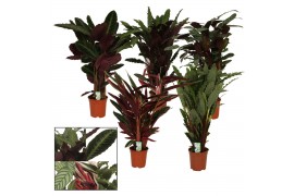 Calathea mix