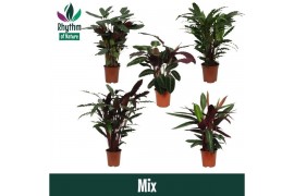 Calathea mix - Rhythm of Nature