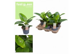 Philodendron imperial green feel green