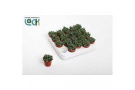 Succulenten Delosperma Echinatum tanz,