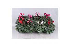 Cyclamen pers. super serie carino mixtray kleinbloemig