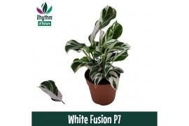 Calathea fusion white - Rhythm of Nature