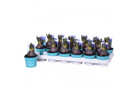 Hyacinthus orientalis blue star blauw 1pp diamond collection