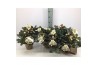 Helleborus ericsmithii shooting star hgc goud pot