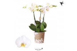 Phalaenopsis anthura madrid 3 tak Jewel Ghent kolibri orchids