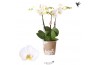 Phalaenopsis anthura madrid 3 tak Jewel Ghent kolibri orchids