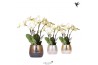 Phalaenopsis anthura madrid 4 tak ghent in elite pot mix kolibri orchi