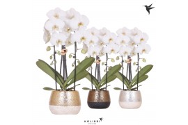 Phalaenopsis elegant cascade 2 tak niagara fall wit in elite pot mix k