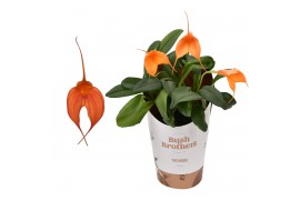 Masdevallia oranje 3 tak