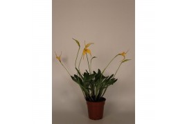 Orchidee Masdevallia geel 9 cm