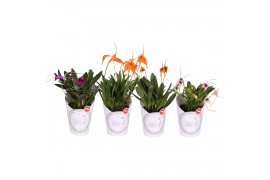 Masdevallia mix 4 tak met wit potcover