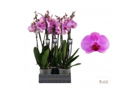 Phalaenopsis anthura orlando 3 tak - 55/60cm