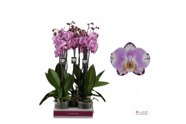 Phalaenopsis floriclone art nouveau 2 tak - 65/70cm