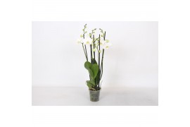 Phalaenopsis anthura madrid 5 tak - 30+ bloemen