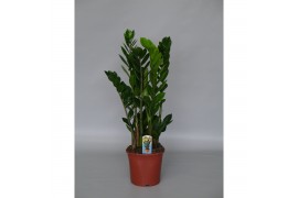 Zamioculcas zamiifolia 4+