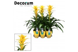 Guzmania hilda Luxe keramiek