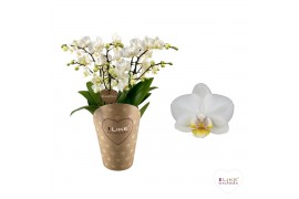 Phalaenopsis floriclone french blonde Duetto Multi - 4 tak, 60+ bloem