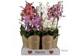 Phalaenopsis mix Duetto Combitray