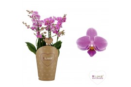 Phalaenopsis floriclone friday flirt Duetto Multi - 4 tak, 60+ bloem