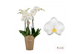 Phalaenopsis anthura oxford Duetto - 4 tak, 40+ bloem