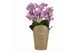 Phalaenopsis paars Duetto Multi - Honey Bee - 4 tak, 60+ bloem