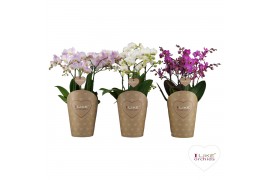 Phalaenopsis multiflora mix Duetto Multi Mix - 4 tak, 60+ bloem