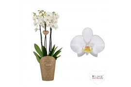 Phalaenopsis anthura leeds Duetto - 4 tak, 40+ bloem