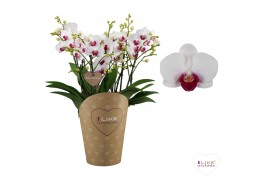 Phalaenopsis multiflora floriclone safe haven Duetto Multi - 4 tak, 60