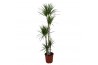 Dracaena marginata 5pp - 120-90-60-30-15