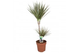 Dracaena marg. bicolor 2pp - 45-15