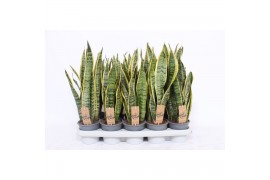 Sansevieria trifasciata laurentii