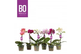 Phalaenopsis multiflora mix Sweety P7 BO Mix 1 spike 5 bl. 1 tak/plnt 