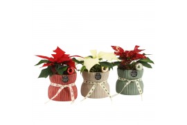 Arrangementen kamerplanten 61552: X-mas