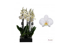 Phalaenopsis anthura leeds 3 tak 75/80cm