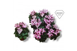 Cyclamen pers. super serie djix Exclusive® roze