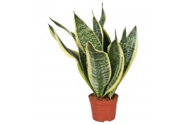 Sanseveria futura superba