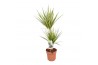 Dracaena marg. sunray 30-15