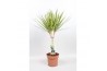 Dracaena marg. sunray 1pp - Enkele stam