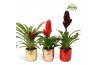 Bromelia mix Becca keramiek - Xmas mix