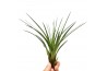 Tillandsia melanocrater 101594 x20