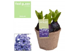 Hyacinthus orientalis blue pearl Hyacint Blue Pearl FEEL GREEN 75 bl. 