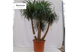 Beaucarnea recurvata vertakt nummer 64