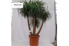 Beaucarnea recurvata vertakt nummer 64