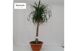 Beaucarnea recurvata vertakt nummer 42