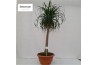 Beaucarnea recurvata vertakt nummer 42