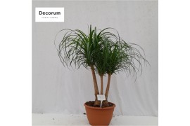 Beaucarnea recurvata vertakt nummer 70