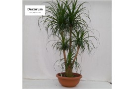 Beaucarnea recurvata vertakt nummer 20