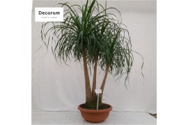 Beaucarnea recurvata vertakt nummer 73