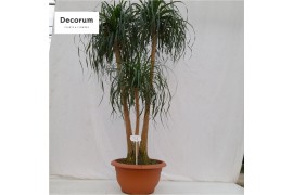 Beaucarnea recurvata vertakt nummer 4